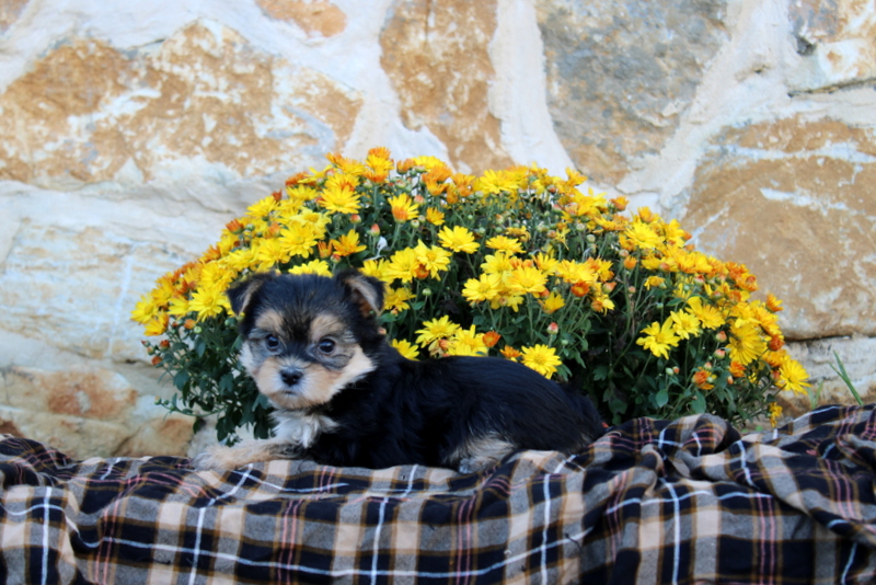 puppy, for, sale, Morkie, Matthew B. Stoltzfus, dog, breeder, Gap, PA, dog-breeder, puppy-for-sale, forsale, nearby, find, puppyfind, locator, puppylocator, aca